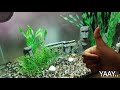 FEEDING MY TIGER BARBS.. TIPS AND STEPS.