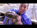 Giant salamander farm-Prehistoric food in China