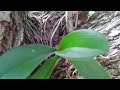 Fastest Way To Attach Orchids To Your Trees