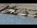 Pelicans Nest 18 Seal Colony and Nursery mouth of the Smith River