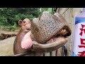You Won't Believe How This Hippo Reacts to Eating a Lemon!