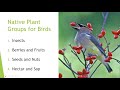 Native Plants for Birds