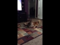 Dog and cat playing