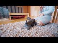 Staffordshire Bull Terrier With Puppies 2019 (Staffy)
