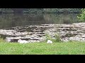 Swans taking a nap