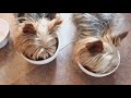 Holistic supplements for your yorkie