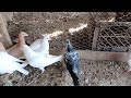 Feeding and showing you my homing pigeons / Update on all the baby pigeons #viral