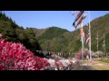 JG☆☆☆4K 長野 花桃の里 Nagano,Peach Flowers at Hanamomo no Sato
