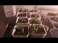 Tomatoes, Collards, Peppers Plants. Remove the small ones