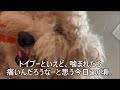 【噛む犬種５選】噛み癖の多い犬種は？（トイプードルがいる生活）