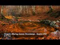 Organic Alluring Autumn Downtempo - Session #12 (Full version on SoundCloud)