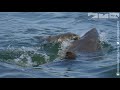 Robot Spy Seal Vs Great White Shark