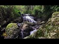 the sound of calm flowing water - the sound of water therapy for birds - fast bird sounds