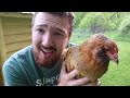 Best CHICKEN Breeds You Need For Your Flock