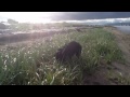 Dog Digs Grass