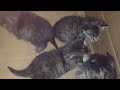 Newborn kittens fighting