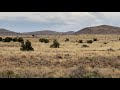 Black Wildebeest Hunting - Eastern Cape - Africa Hunting