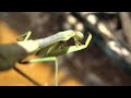 Carolina mantis feasts on Spotted lanternfly