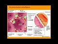 Анатомия и физиология - Лекция 57 - Давление в лёгочных артериях, статический и динамический объём