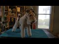 I'd Rather be Causing Mischief - Wire Fox Terrier Groom