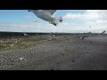 Gaviotas en Playa Unión, Rawson, Chubut.