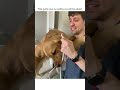 Hilarious Guilty Pup Gives Hugs After Getting Caught!