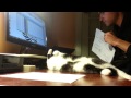 Cat vs homework