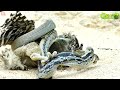 30 Moments Stupid Python Hungry with the Wrong Rival, What Happens Next? | Wild Animal Hunting Epic