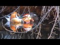 Mandarin Duck & Wood Ducks in the Wild 2