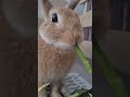 #うさぎ#rabbit#asmr