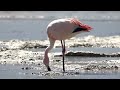 Flamenco Mating Dance | Bolivia 2022