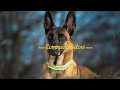 5 Things You Must Never Do to Your Belgian Malinois