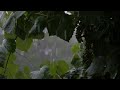 Rain In Forest | REAL PURE rain  sounds for Sleep | Study | Relaxation | meditation | focus |