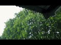 5 Minutes 🌧 Sound of Rain on Roof in Misty Forest will Make You fall Asleep Immediately. #4k