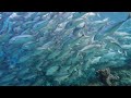 Big school of Jacks | Sipadan | Seaventures | 2024