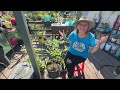 Easiest Trellis Setup for Tomatoes Cucumber Watermelon Peppers Vertical Gardening & Protect Plants