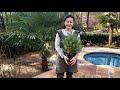 How to propagate Spruce/Cypress from cuttings. 🌲🌲🌲