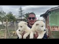 TURKISH CHAMPION AKBAS Shepherd Dogs