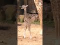 Birth of baby giraffe surprises Houston Zoo