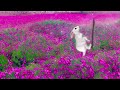 Bounding Bunny 🐇 | Cat Games | Video for Cats | Cat TV  (2023)