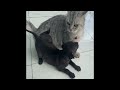 😘🐶 Try Not To Laugh Dogs And Cats ❤️🙀 Best Funny Animal Videos 2024 # 19