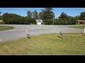 Sandhill Cranes stop by in the morning, yell at a dog