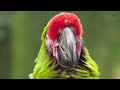 Parrots in 8K HDR 60FPS | Stunning Beautiful Birds | Birds Sound