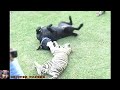 🐯 TIGER CUB AND DOG PLAYING 🐶 TIGER vs DOG FUNNY VIDEO