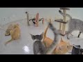 🐱 You Laugh You Lose Dogs And Cats 🤣 Funny Cats Videos 🐱