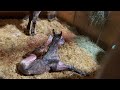 Riding barn vlog | Horse_CrZy