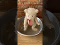 The best skill for cleaning abandoned cute doll to have comfortable