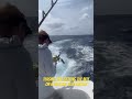 Teasing and hooking a giant blue marlin - Marlin Fishing