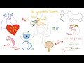 Sympathetic Nervous System | Fight and Flight | Origin, Relay, and Response | Physiology.
