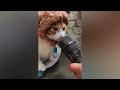 New Funny Animals 😂 Funniest Cats and Dogs Videos 😺🐶 Part 18